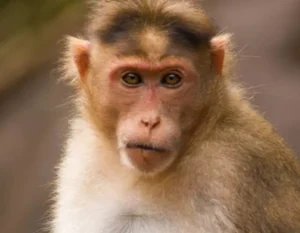 Os macacos Rhesus, 43 no total, que escaparam do laboratório Alpha Genesis, foram descritos como fêmeas jovens.